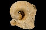 Ordovician, Nautiloid (Plectoceras) Fossil - Wisconsin #173934-1